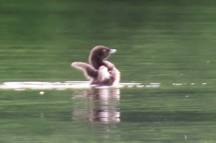 Loon chick